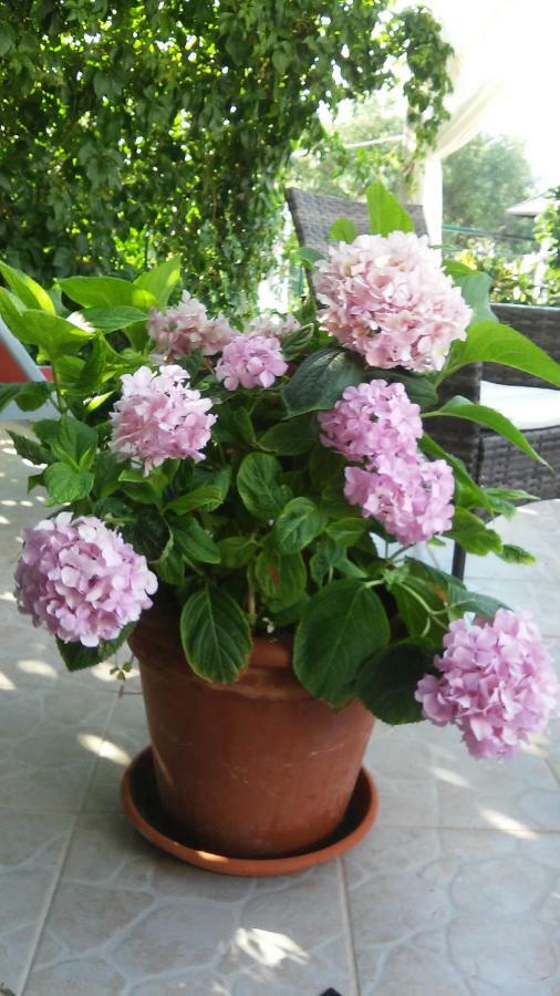 Country House Rusula Vrsine 외부 사진